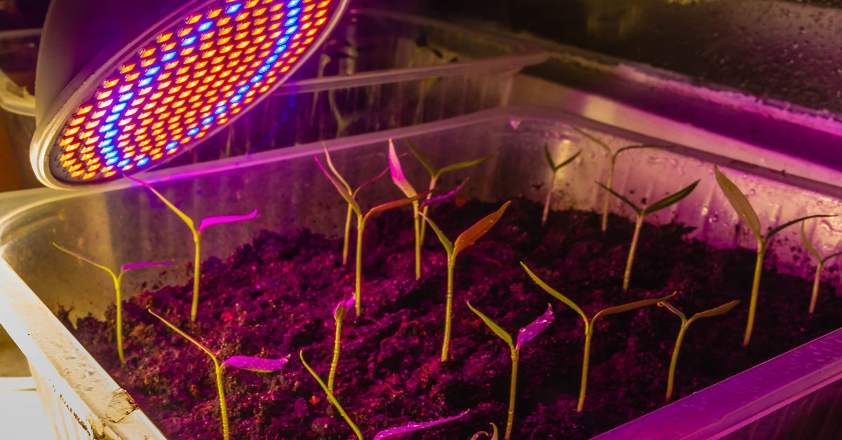 A grow light shines warm red and blue light down on vegetable seedlings, which sit in an aluminum tray.