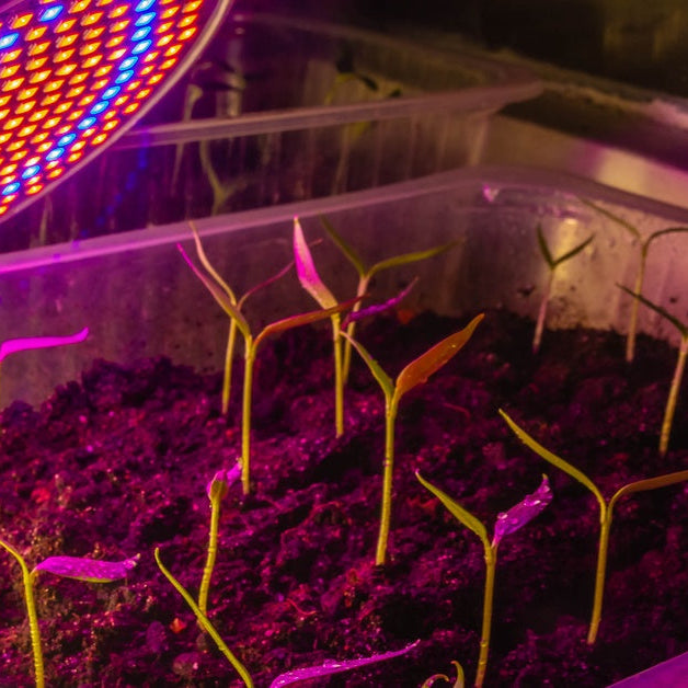 A grow light shines warm red and blue light down on vegetable seedlings, which sit in an aluminum tray.