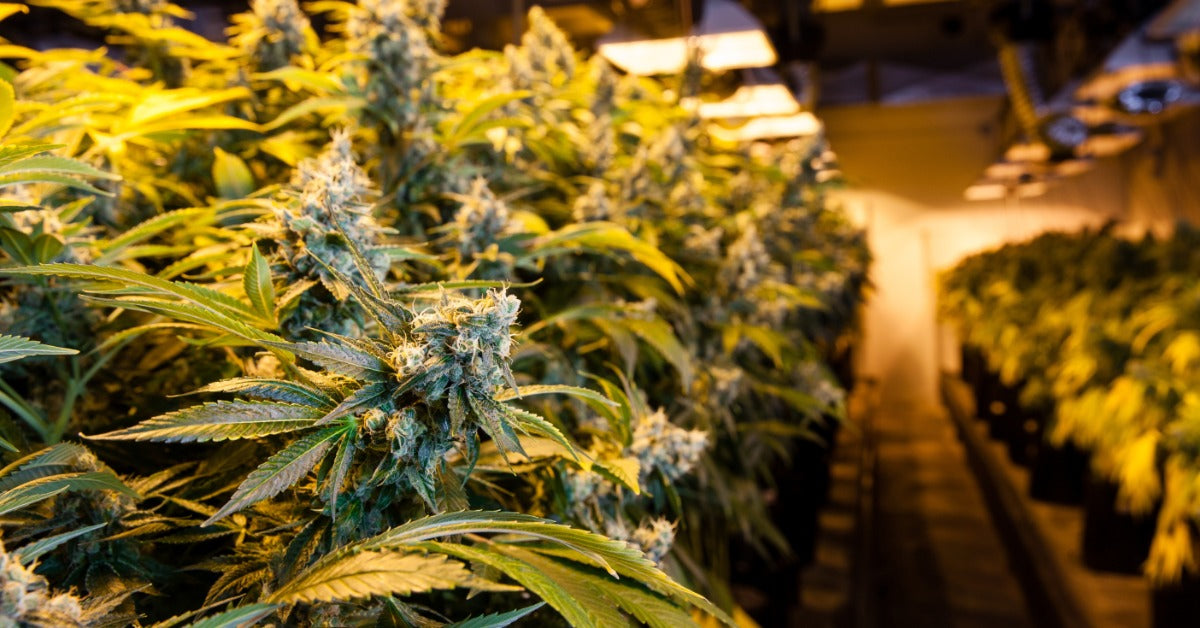 Several rows of cannabis plants grow in a room under lights. A pathway runs in between the various rows of plants.