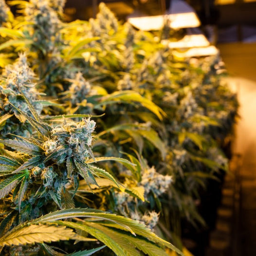 Several rows of cannabis plants grow in a room under lights. A pathway runs in between the various rows of plants.