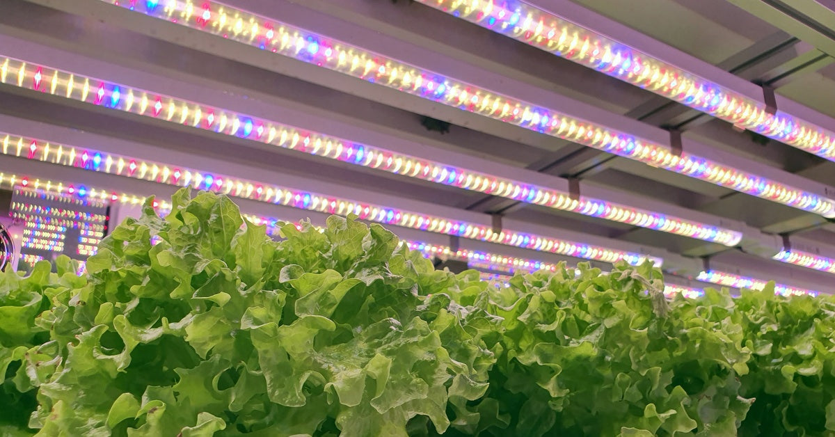 Fresh vegetables grow in an indoor farm under lights that shine various colors, including blue and violet.