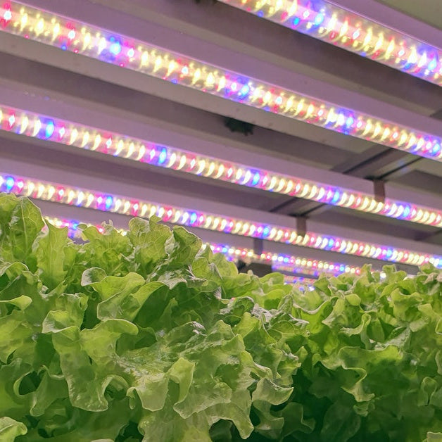 Fresh vegetables grow in an indoor farm under lights that shine various colors, including blue and violet.