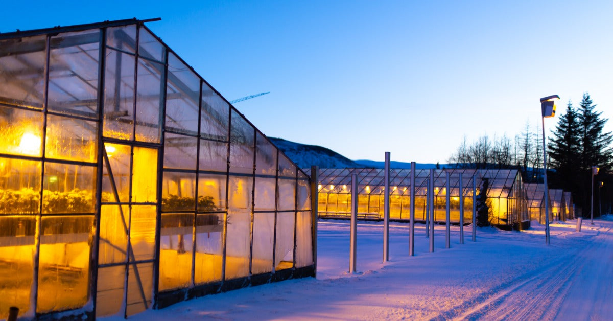Several industrial greenhouses stand at a location during the winter. Each one has lights on inside.