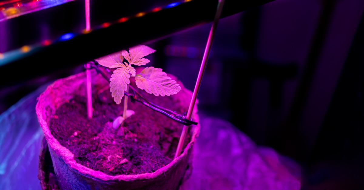 LED grow light strips shine down red, blue and yellow light on a plant in a pot. The pot has two wooden sticks in its dirt.