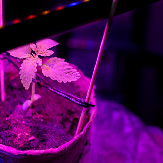 LED grow light strips shine down red, blue and yellow light on a plant in a pot. The pot has two wooden sticks in its dirt.