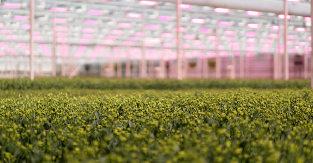 Several rows of green plants grow inside of a large greenhouse. Pink lighting shines down on the plants.