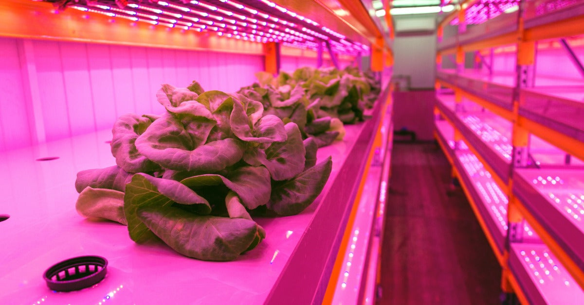 LED lights shine down on lettuce plants on a shelf. Growers are using an aquaponics system to grow these plants.