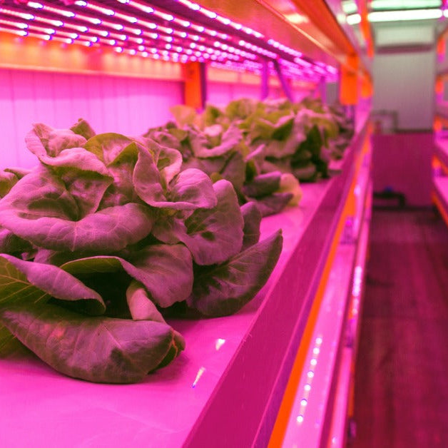 LED lights shine down on lettuce plants on a shelf. Growers are using an aquaponics system to grow these plants.