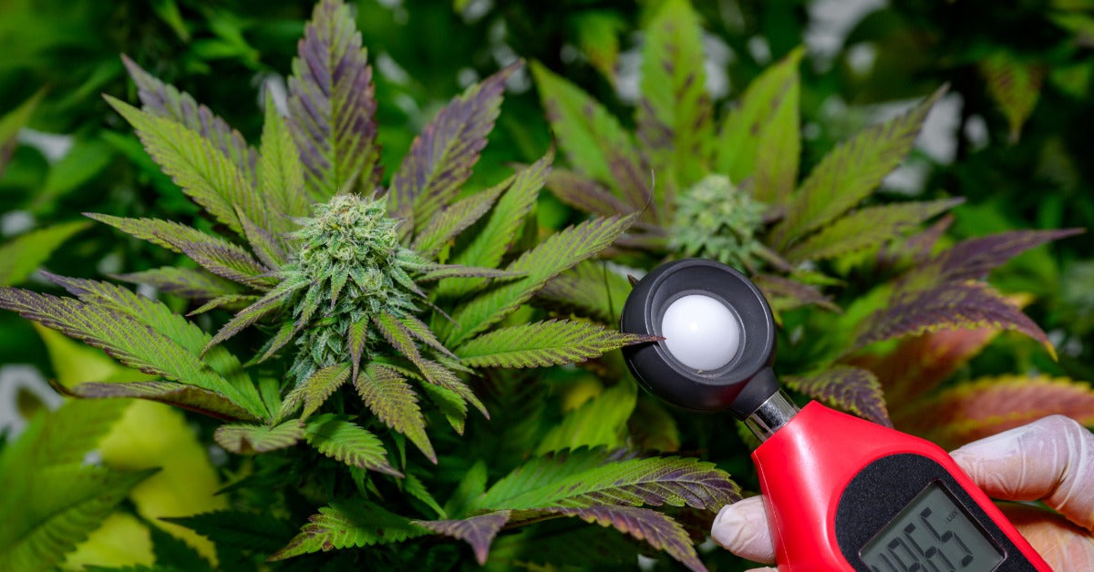 How To Calibrate Light Meters for LED Accuracy — LED Grow Lights Depot
