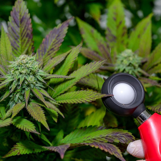 Close-up of a person's hand holding a light meter next to a cannabis plant. The person wears a white glove.