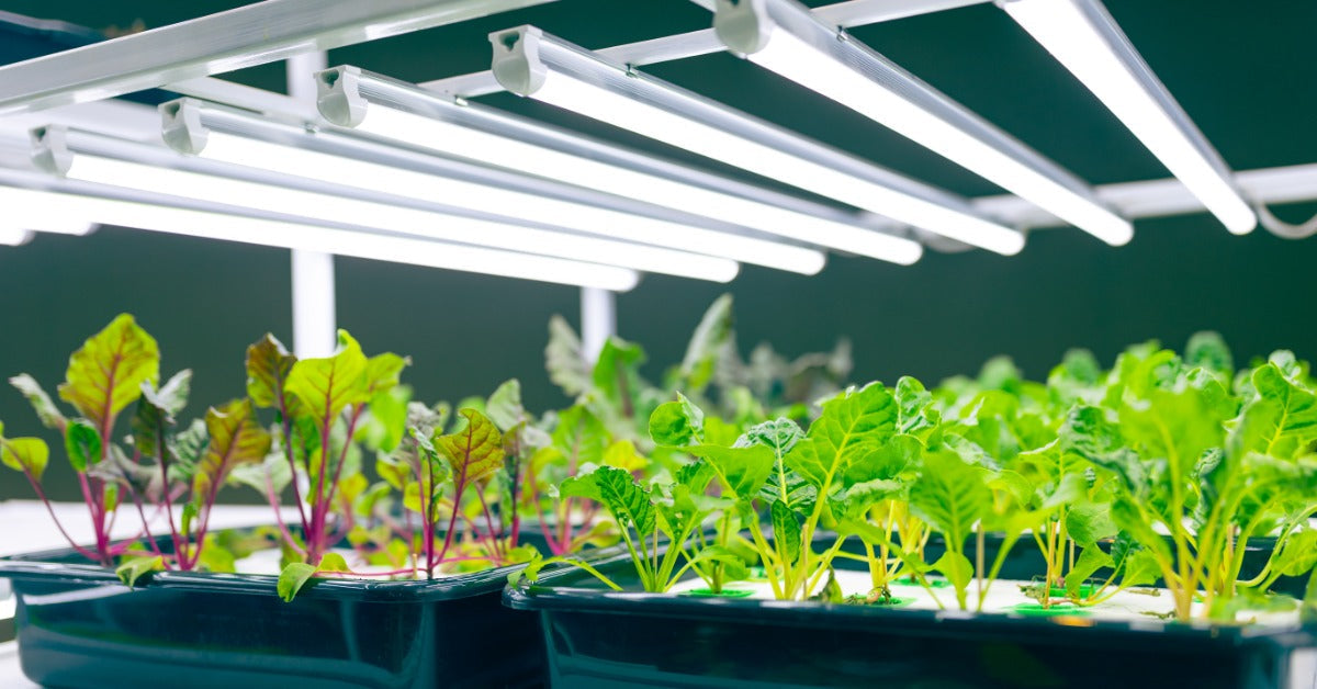 Several LED grow light bars shine white light down on plants in green containers. They sit on a table.