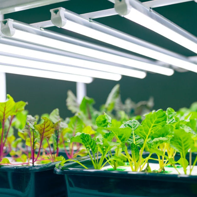 Several LED grow light bars shine white light down on plants in green containers. They sit on a table.