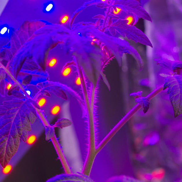 A green plant stands next to an LED grow light with a flat surface emitting small pinpoints of red and blue light.