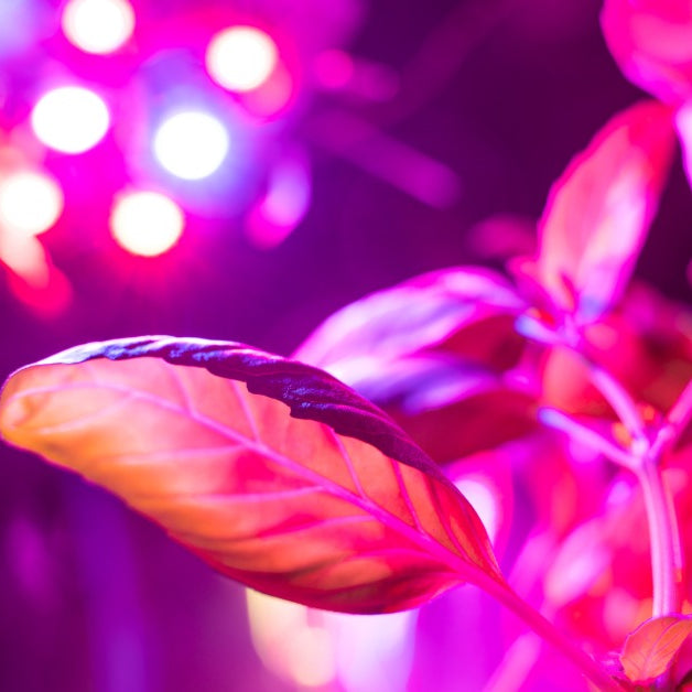 Close-up of the leaves of flower seedlings, as they grow under the bright lights of a full-spectrum LED phytolamp.