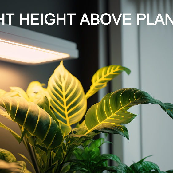How Far Should LED Grow Lights Be From Plants?