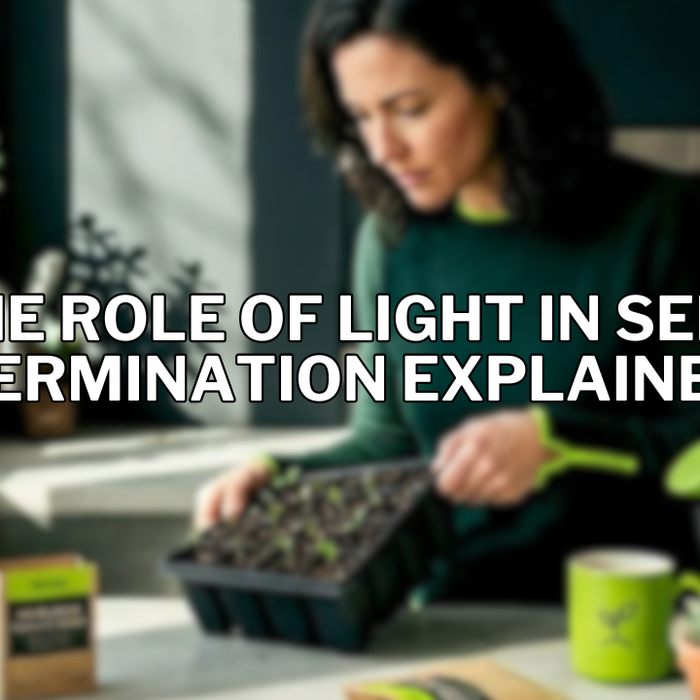 The Role of Light in Seed Germination Explained