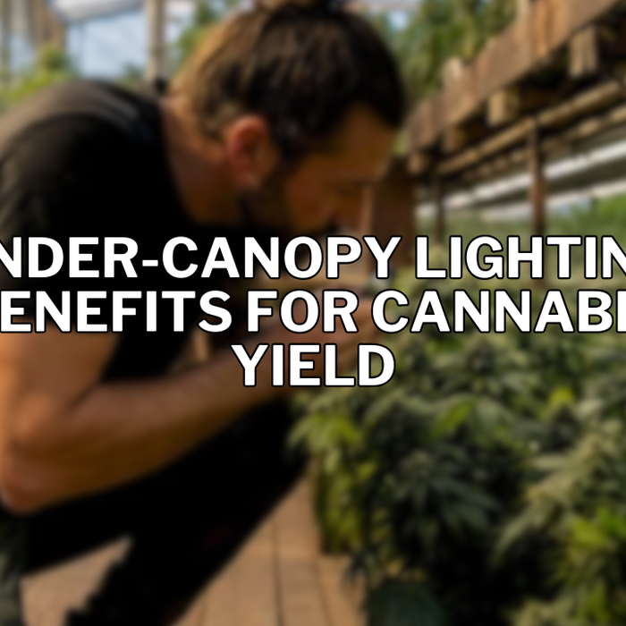 Under-Canopy Lighting Benefits for Cannabis Yield
