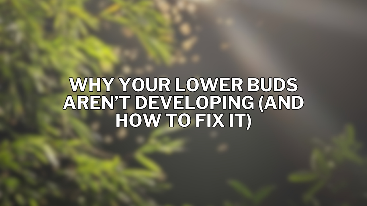 Why Your Lower Buds Aren’t Developing (And How to Fix It)