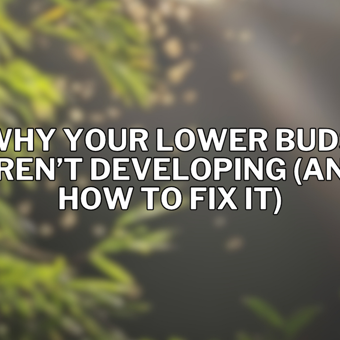 Why Your Lower Buds Aren’t Developing (And How to Fix It)