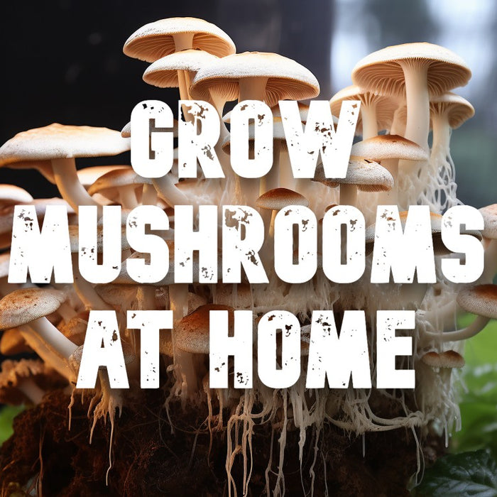 Growing Your Own Delicious Mushrooms at Home: A Comprehensive Guide