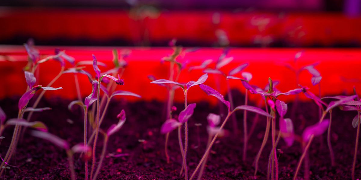 poppies seeds planting 'Amazing Grey' Poppy Seeds