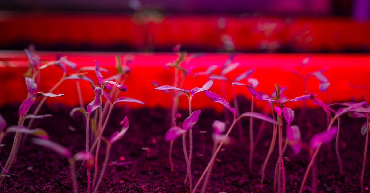 A close-up of some small seedlings sprouting in a bed of soil. They are surrounded by pink and red lighting.