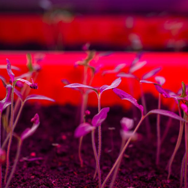 A close-up of some small seedlings sprouting in a bed of soil. They are surrounded by pink and red lighting.