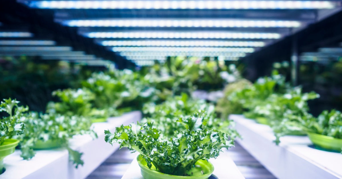 Rows of leafy plants in green dishes grow indoors underneath large LED lights in a greenhouse environment.