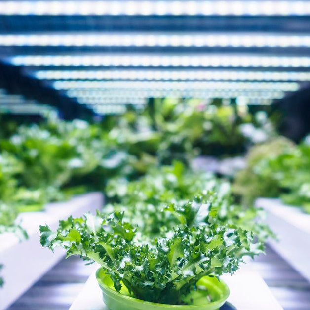 Rows of leafy plants in green dishes grow indoors underneath large LED lights in a greenhouse environment.