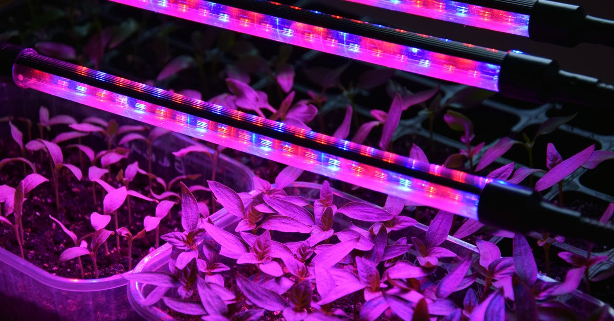 A close-up of small rectangular bins housing different plants underneath multicolored grow lights indoors.