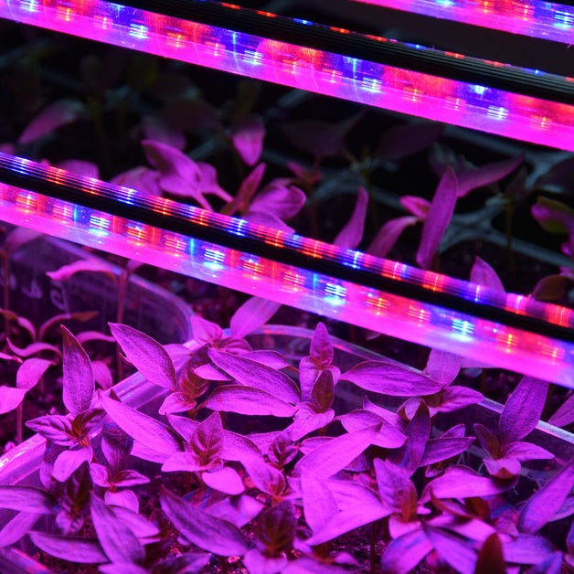 A close-up of small rectangular bins housing different plants underneath multicolored grow lights indoors.