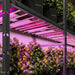 Mars Hydro Adlite UV55 + IR30 Supplemental LED Grow Light Bars Combo| - LED Grow Lights Depot