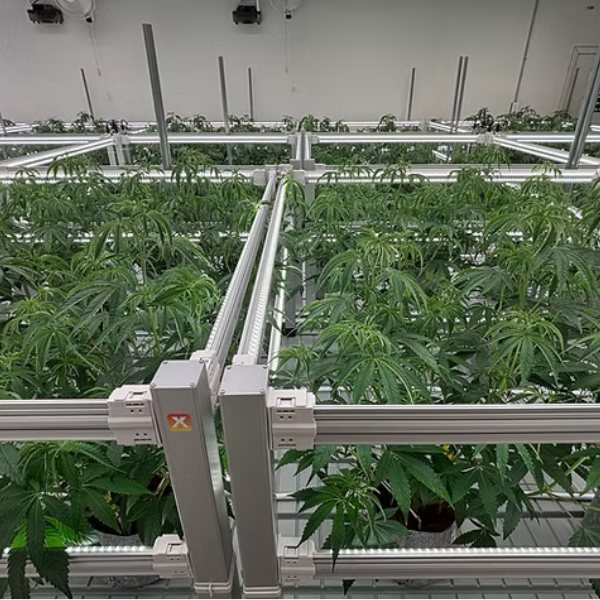 Secondary Supplemental Lighting - PROXIMITY Cube Lighting System| End of August 2026 - LED Grow Lights Depot