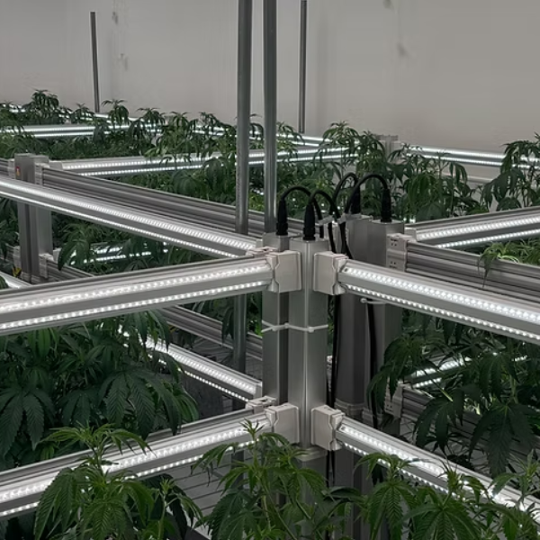Secondary Supplemental Lighting - PROXIMITY Cube Lighting System| End of August 2026 - LED Grow Lights Depot