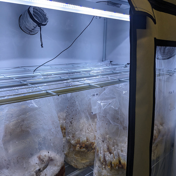 grow tent mushrooms Active Grow Mushroom Fruiting & Incubation 3-Tier Walden White LED Gro — LED Grow Lights Depot