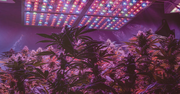 Grown cannabis plants under a LED grow light in a controlled indoor setting