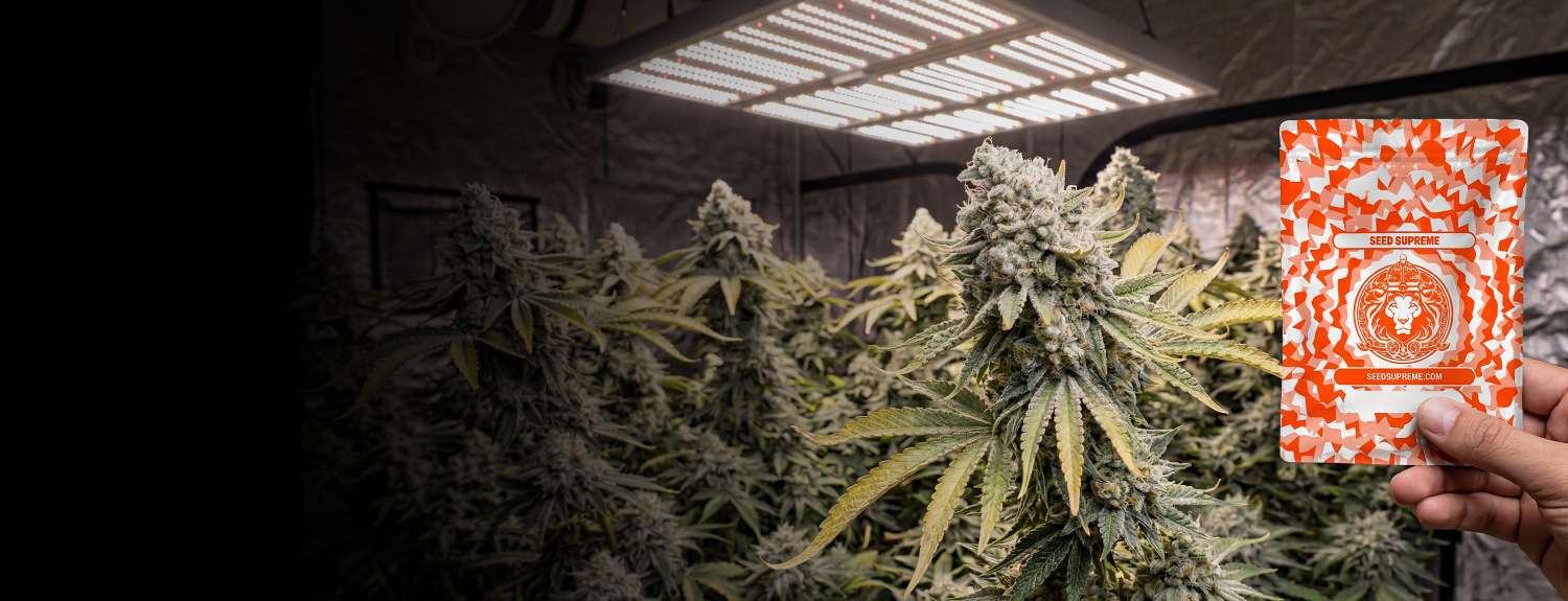 Indoor cannabis plants under grow lights with a red and white patterned card held up.