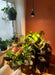 Soltech Vita Pendant Kit - LED Grow Lights Depot