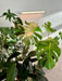 Soltech Grove Double Bundle - LED Grow Lights Depot