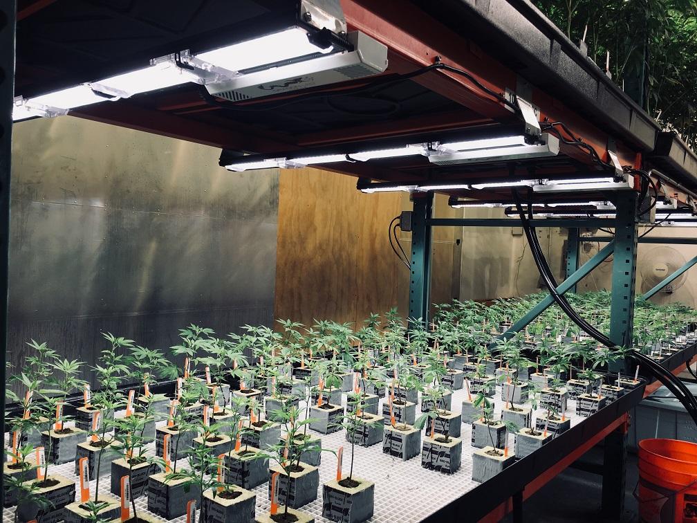 Scynce LED Raging Kale 2.0 250W Veg LED Grow Light — LED Grow Lights Depot